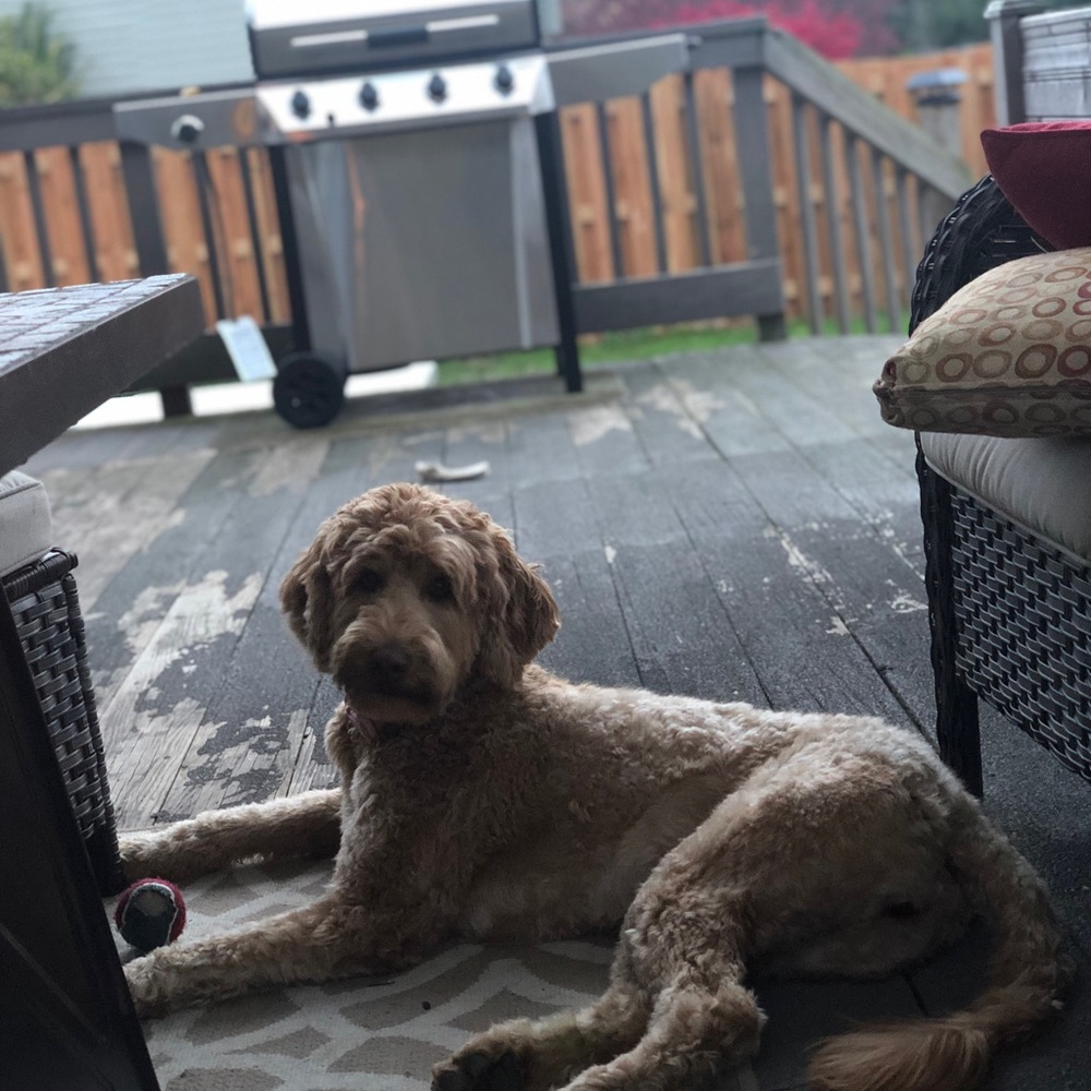 Meet your Posher, Peyton